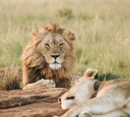 Wildlife & Safaris