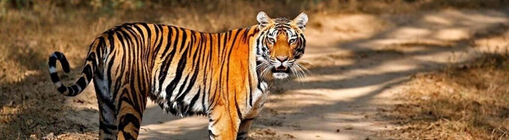 Golden Triangle India Tour with Taj Mahal, Jaipur, Ranthambhore Tiger Safari & Udaipur